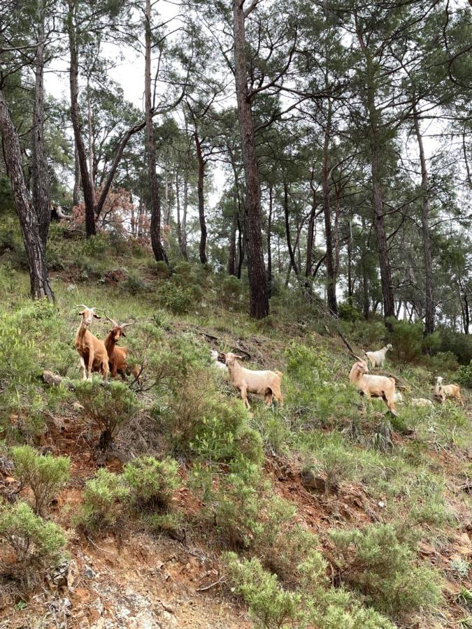 Inlice Uenzile Bungalow Inlice Kamp Fethiye Kültér fotó
